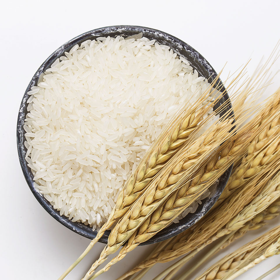 Basmati-Rice-Manufacture-Production-India-Panicle-Worldwide
